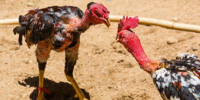 Cách Nuôi Gà Đá Chân Mạnh, Rèn Luyện Chiến Kê Bất Bại 6 Cach Nuoi Ga Da Chan Manh Ren Luyen Chien Ke Bat Bai