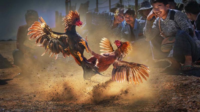 Đá Gà C1 Thomo – Đấu Trường Đẳng Cấp Đông Nam Á 6 Da Ga C1 Thomo – Dau Truong Dang Cap Dong Nam A