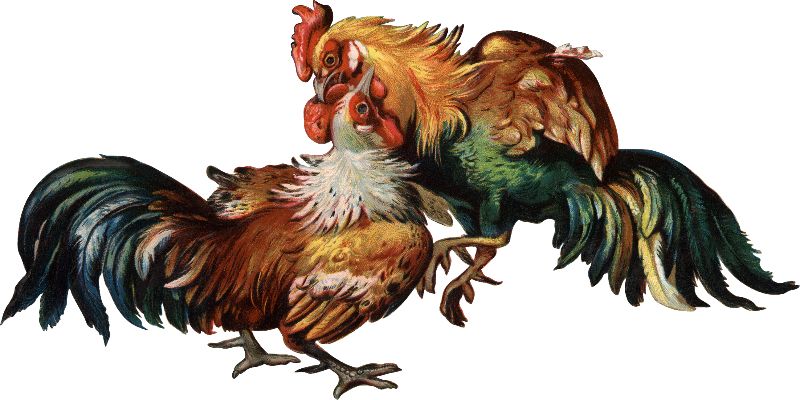 Đá Gà Hàng Xáo – Hình Thức Cá Cược Độc Đáo 6 Đá Gà Hàng Xáo – Hình Thức Cá Cược Độc Đáo